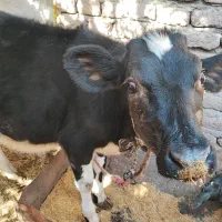 فروش یک عدد گاو و گوساله|حیوانات مزرعه|بم, |دیوار