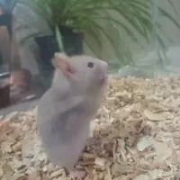 همستر بازیگوش|موش و خرگوش|شیراز, حومه شیراز|دیوار