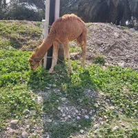 کوات نر|حیوانات مزرعه|تخت, |دیوار