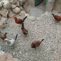 خروس و باروک|حیوانات مزرعه|دهدشت, |دیوار