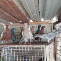 جوجه کفتر پلاکی
