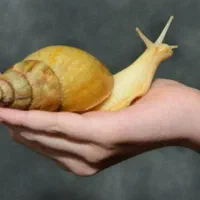 حلزون غول پیکر آفریقایی