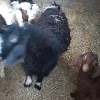 بز نر|حیوانات مزرعه|هیرمند, |دیوار