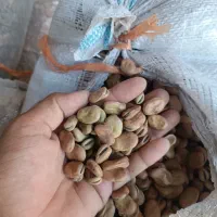 باقلابذرهیستال