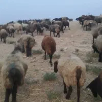 فروش گله میش و بز به طور کامل|حیوانات مزرعه|شیراز, شهرک گلستان|دیوار