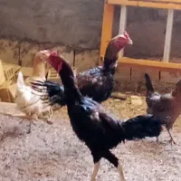جفت خروس لاری