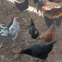 مرغ و خروس|حیوانات مزرعه|دوگنبدان, |دیوار