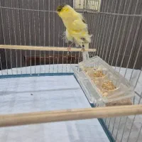 قناری ماده رسمی بلند