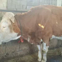 فروش گاو سمینتال قرمز