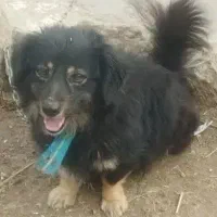 سگ پاکوتاه نژاد دارنربفروش میرسدشاه توله باهوش