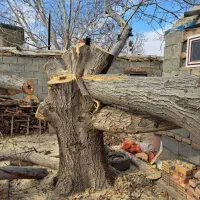 خرید و برش چوب|خدمات باغبانی و درختکاری|نقده, |دیوار