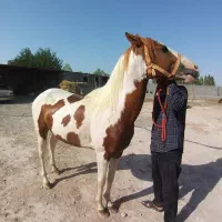 فروش اسب