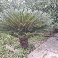 گل سیکاس|گل و گیاه طبیعی|نوشهر, |دیوار