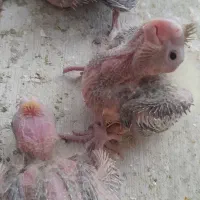 جوجه عروس هلندی|پرنده|ملایر, |دیوار