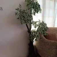 تابلو ودرختچه