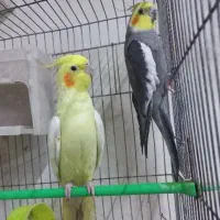 جفت عروس هلندی