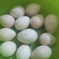 تخم بوقلمون نطفه دار