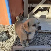 سگ میکس پاگ