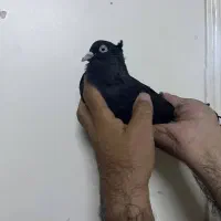 زاغ آبادانی