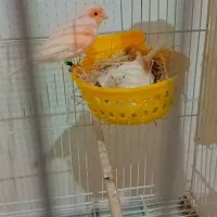 2 جفت قناری موزایکی جفت