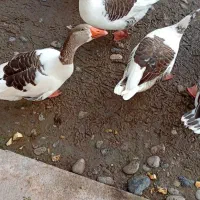 فروش سه عددغاز نر محلی سالم و گوشتی|حیوانات مزرعه|لولمان, |دیوار