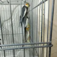 جفت مولد عروس هلندی به همراه 5 تا جوجه|پرنده|باقرشهر, |دیوار