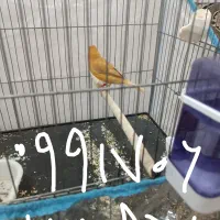 فروش یه جفت قناری با تخم.سهره. پرنده .