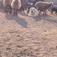 گوسفند|ابزارآلات|تایباد, |دیوار