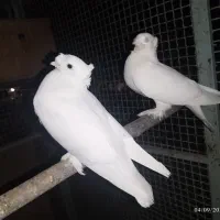 کبوتر|پرنده|نجفآباد, جوزدان|دیوار