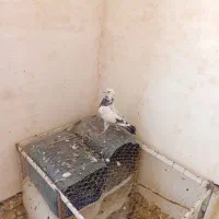 کبوتر