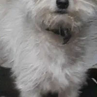 س یه سگ پا کوتاه گیرنده باهوش