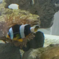 معاوضه آکواریوم آب شور با تانک کوچکتر|ماهی|بندرعباس, |دیوار