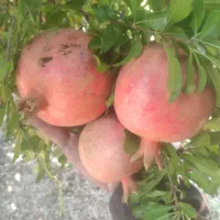 انار ممتاز درجه یک