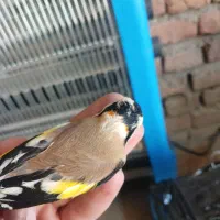 سهره حلب|پرنده|بانه, |دیوار