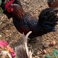 خروس مرندی|حیوانات مزرعه|سرپل ذهاب, |دیوار