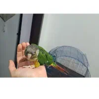 طوطی گرینچیک