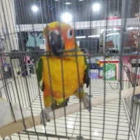 بزرگترین پت شاپ و قصر پرنده در سمنان|پرنده|سمنان, |دیوار