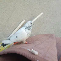 تهرانی غریب گیری