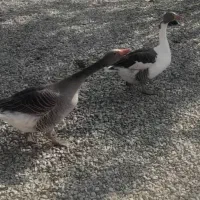 غاز  نر و ماده|حیوانات مزرعه|یاسوج, |دیوار