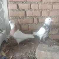 طوقی|پرنده|آبدانان, |دیوار