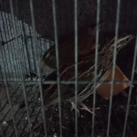 3عدد بلدرچین اهلی شده بخوان نر