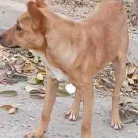 یک سگ پاکوتاه