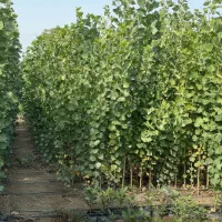 نهال صنوبر، سرمایه سبز و مطمئن|خدمات باغبانی و درختکاری|تاکستان, |دیوار