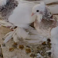 فروش کبوتر|پرنده|کوخرد هرنگ, |دیوار