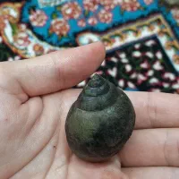 تعدای فسیل کلکسیونی