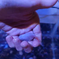 ماهی|ماهی|مرند, |دیوار