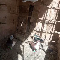 کبوتر گرفتنی