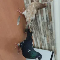 نر وماده تاپ