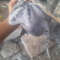 کبوتر پلاکی سیاه|پرنده|اهرم, |دیوار