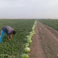 هندوانه گنبد مستقیم از سر زمین|خوردنی و آشامیدنی|نوشهر, |دیوار